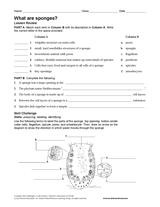 What Are Sponges?