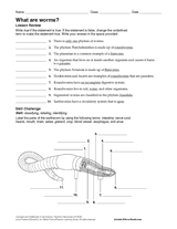 What Are Worms?